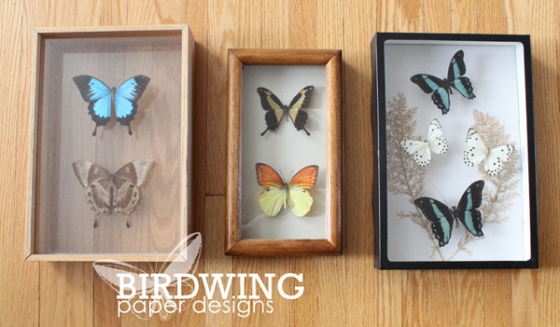 Modernizing a Butterfly Collection - Birdwing Paper Designs